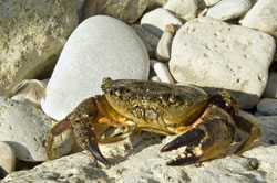 crab-on-beach-web